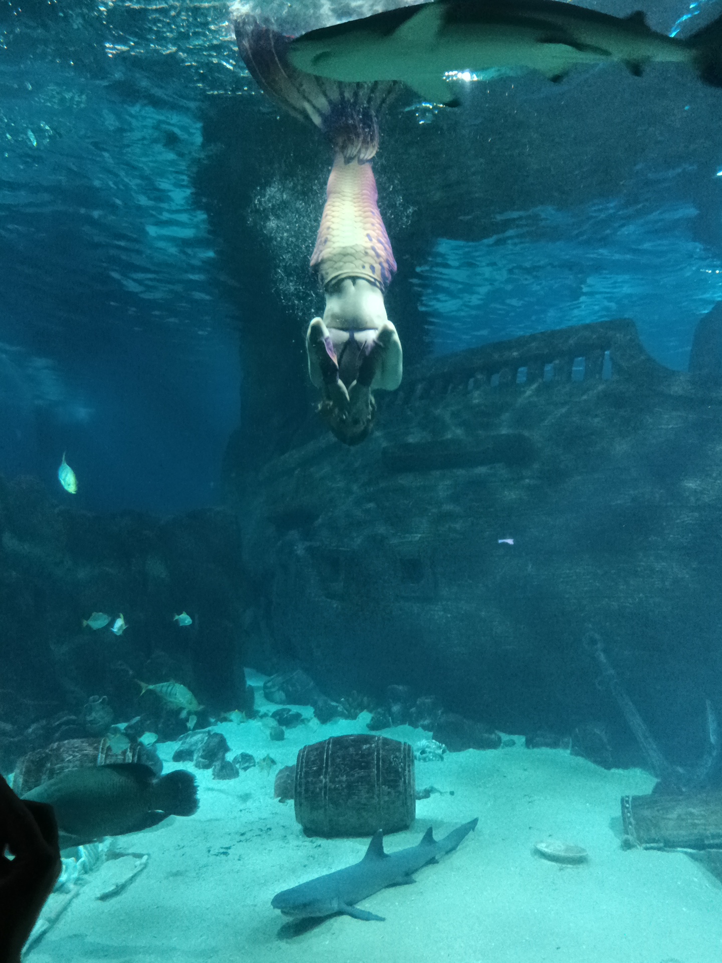 Underwater scene at Adler Oceanarium